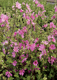 Lavatera oblia 'Rosea'                  